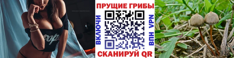 Псилоцибиновые грибы Cubensis  Дальнереченск 